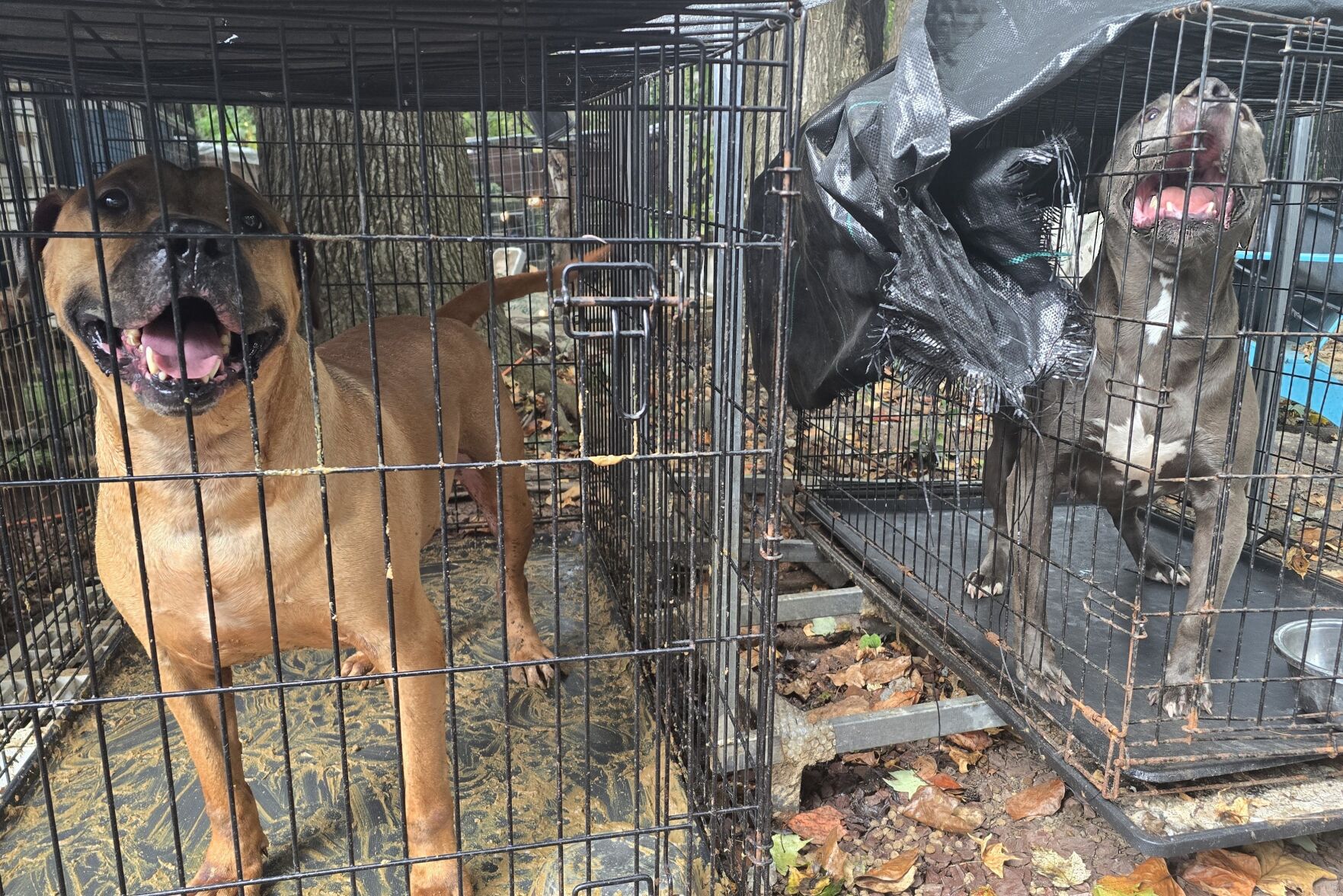 Animals in crates
